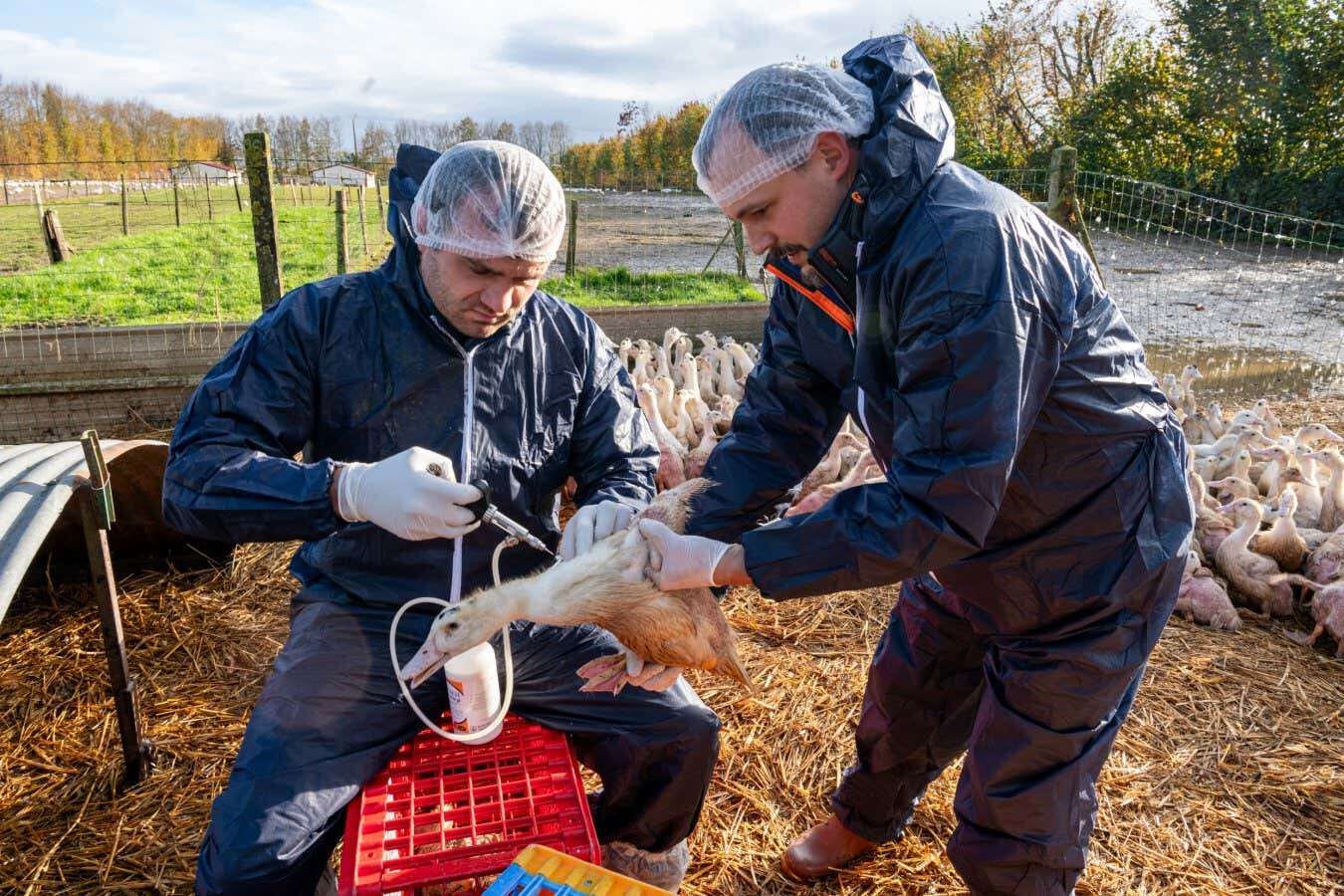 France slashed bird flu outbreaks by vaccinating ducks