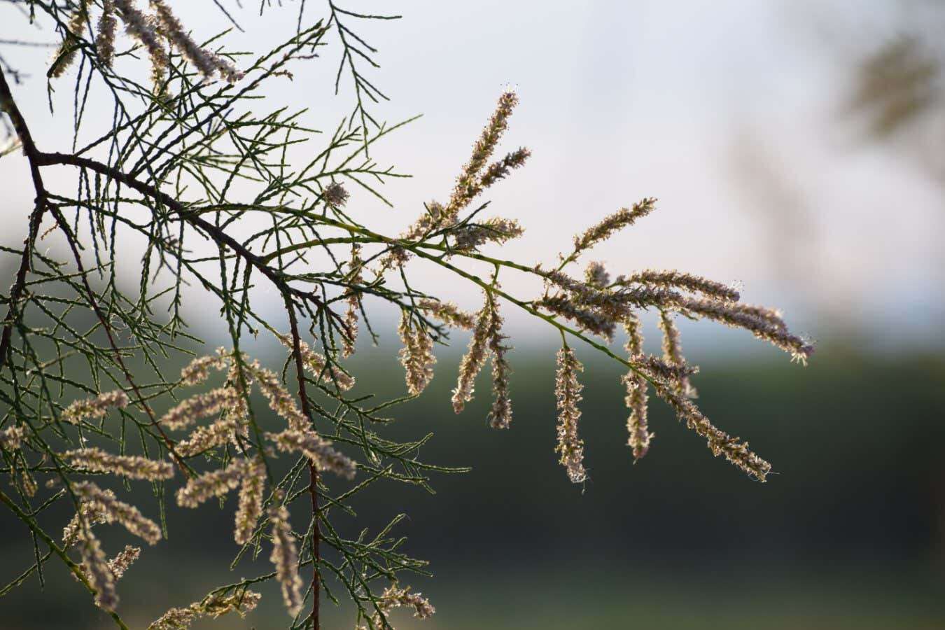 Desert plant collects water from air by excreting salt on its leaves