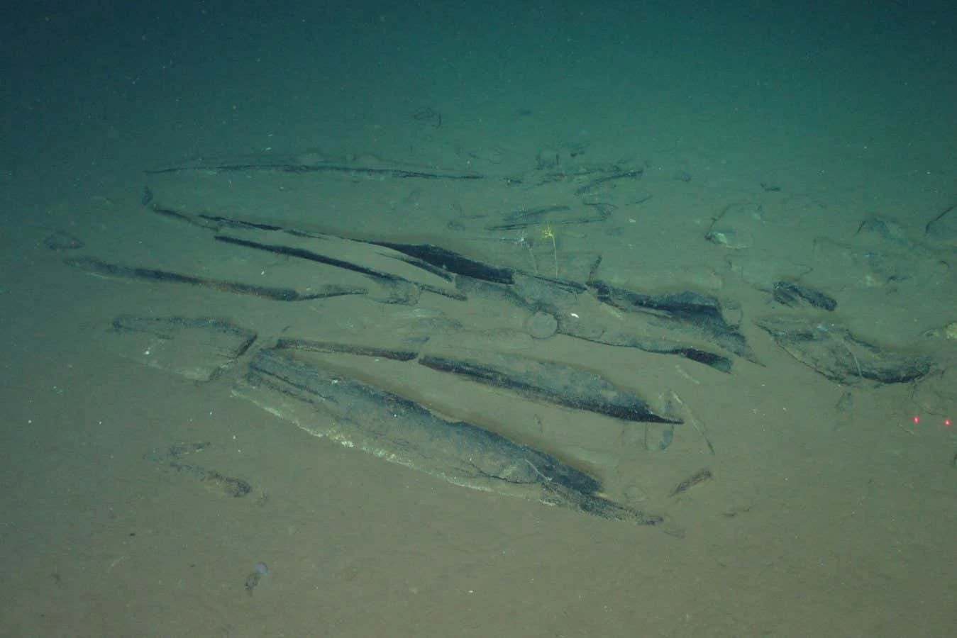 Millions of fossil whale bones found in deep-ocean ‘necropolis’