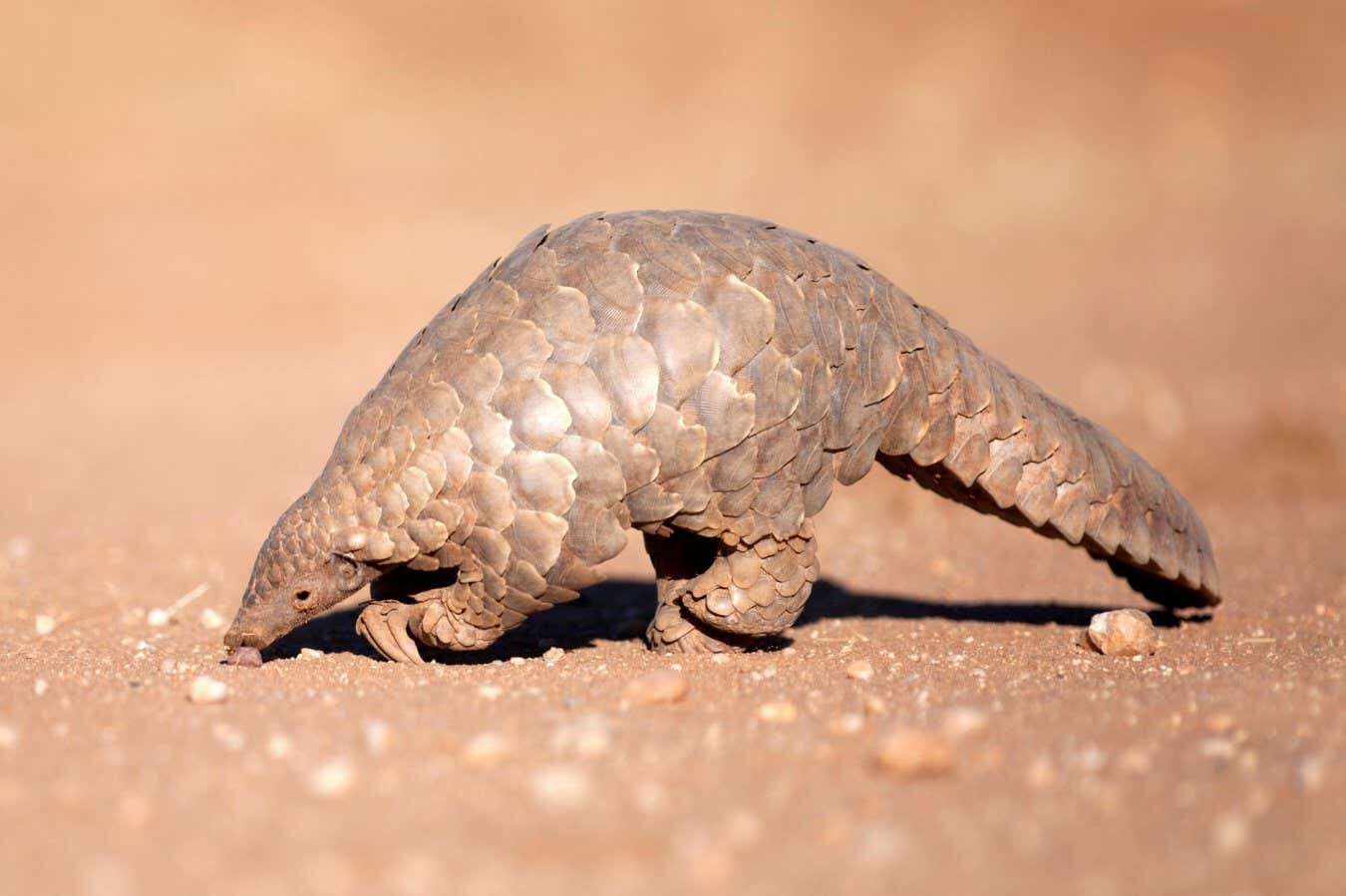 Endangered giant pangolin spotted in Senegal after nearly 24 years