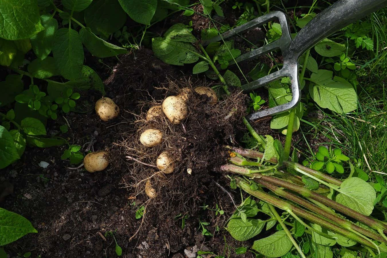 Mystery of the potato's origins solved by genetics