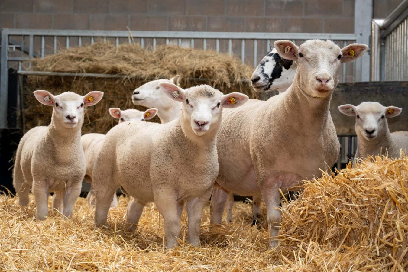 Lambs born via IVF using highly immature eggs in major breakthrough