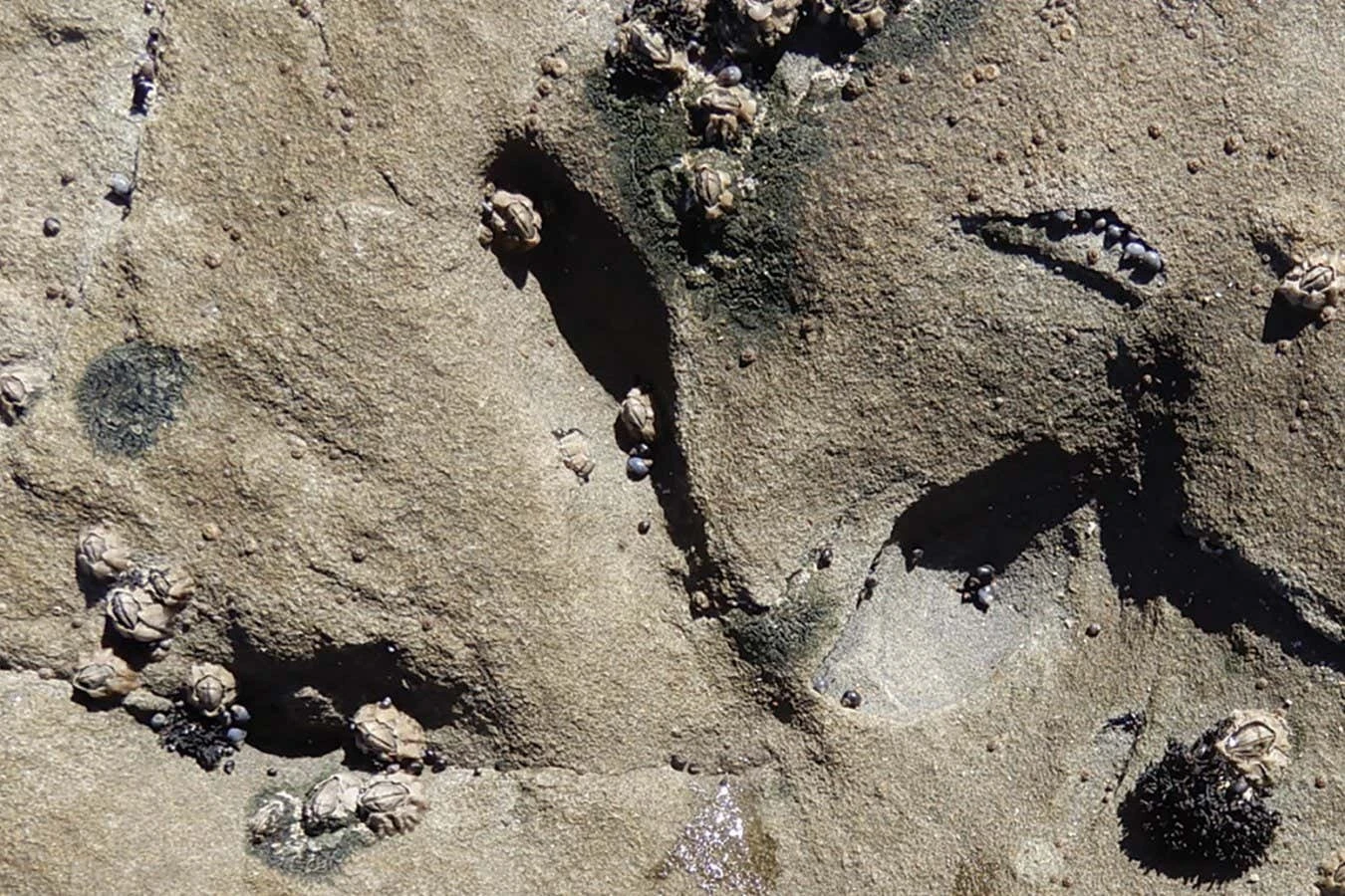 Fossil footprints are the oldest traces of birds in Australia