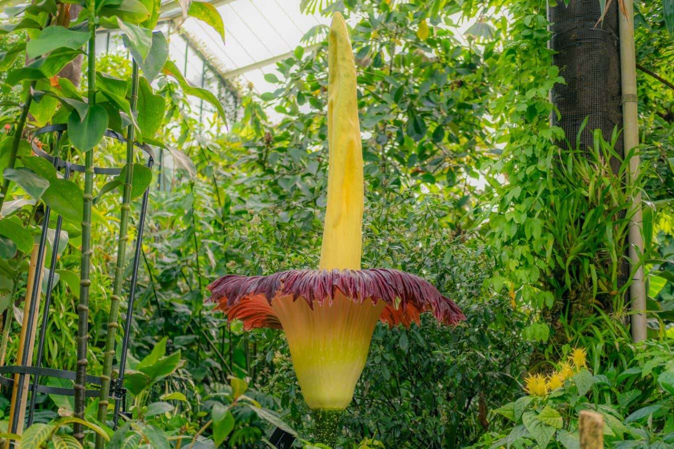 Rare corpse flower that stinks of rotting flesh blooms at Kew Gardens