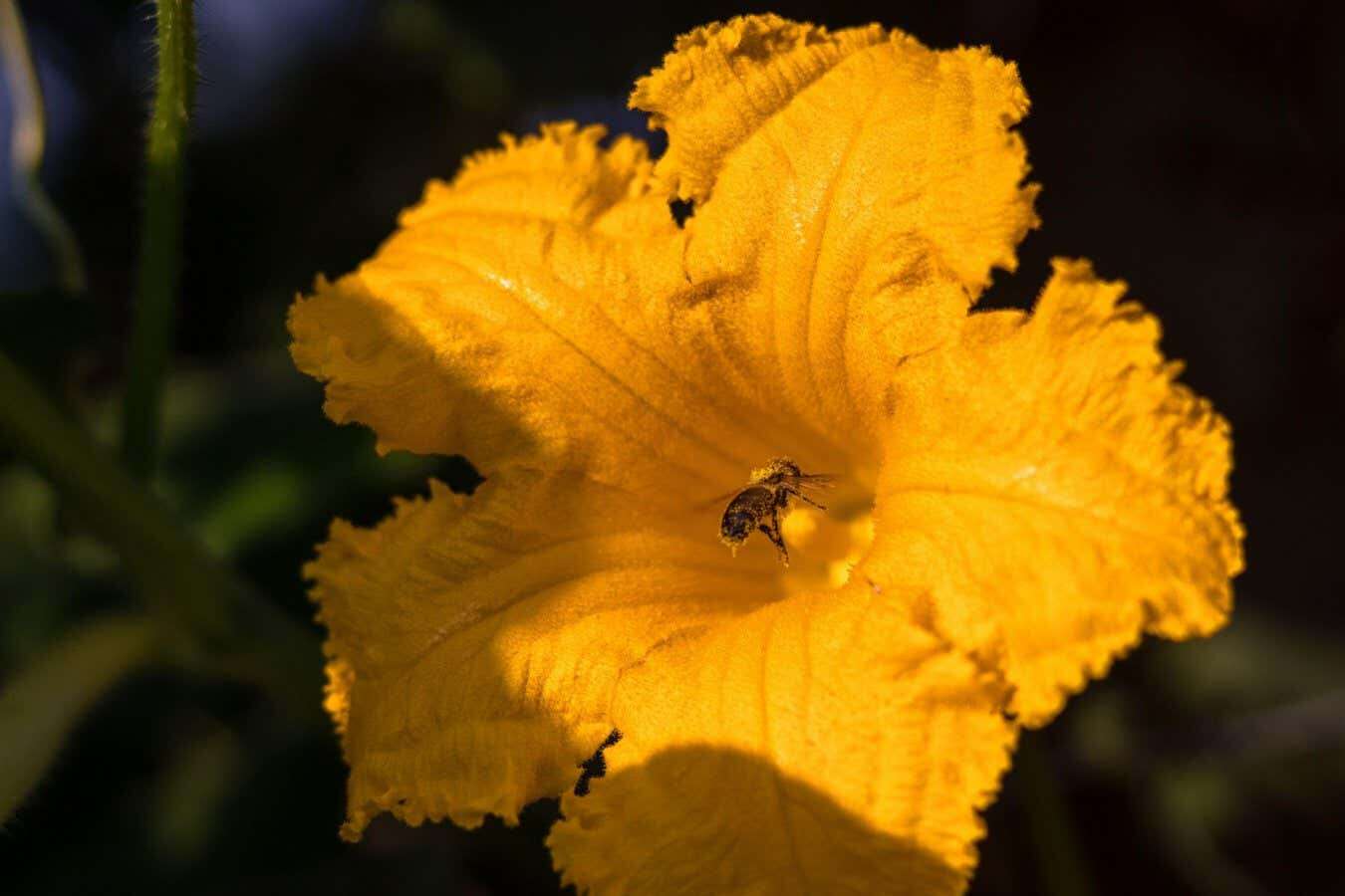 Plants laced with a variety of fungi are more popular with bees