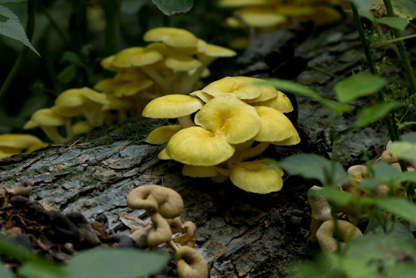 Golden oyster mushrooms may stave off signs of ageing