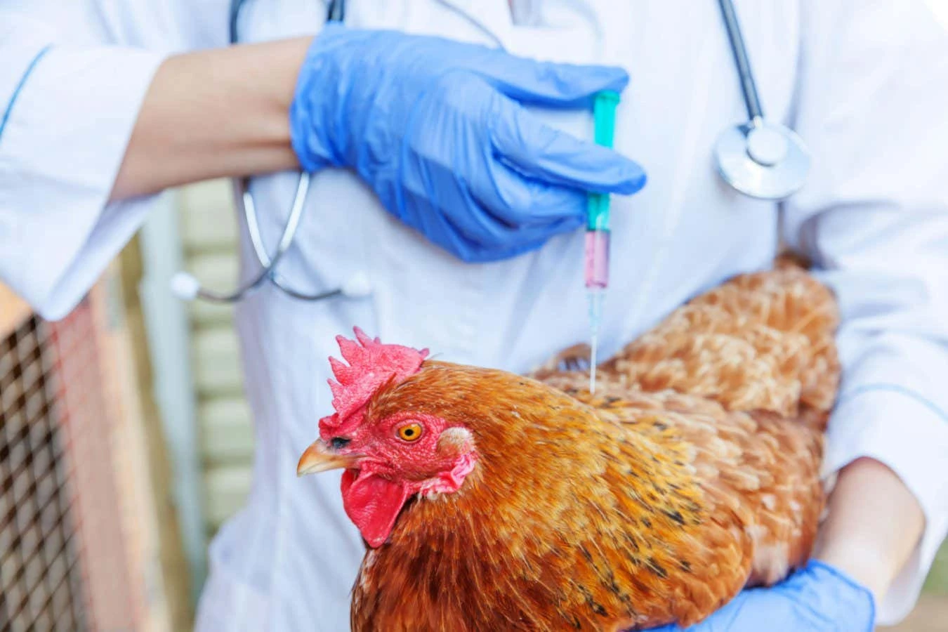The US may start vaccinating chickens and cows against bird flu