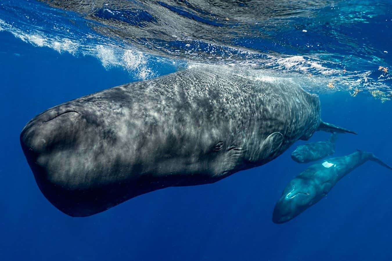 Sperm whale clicks could be the closest thing to a human language yet