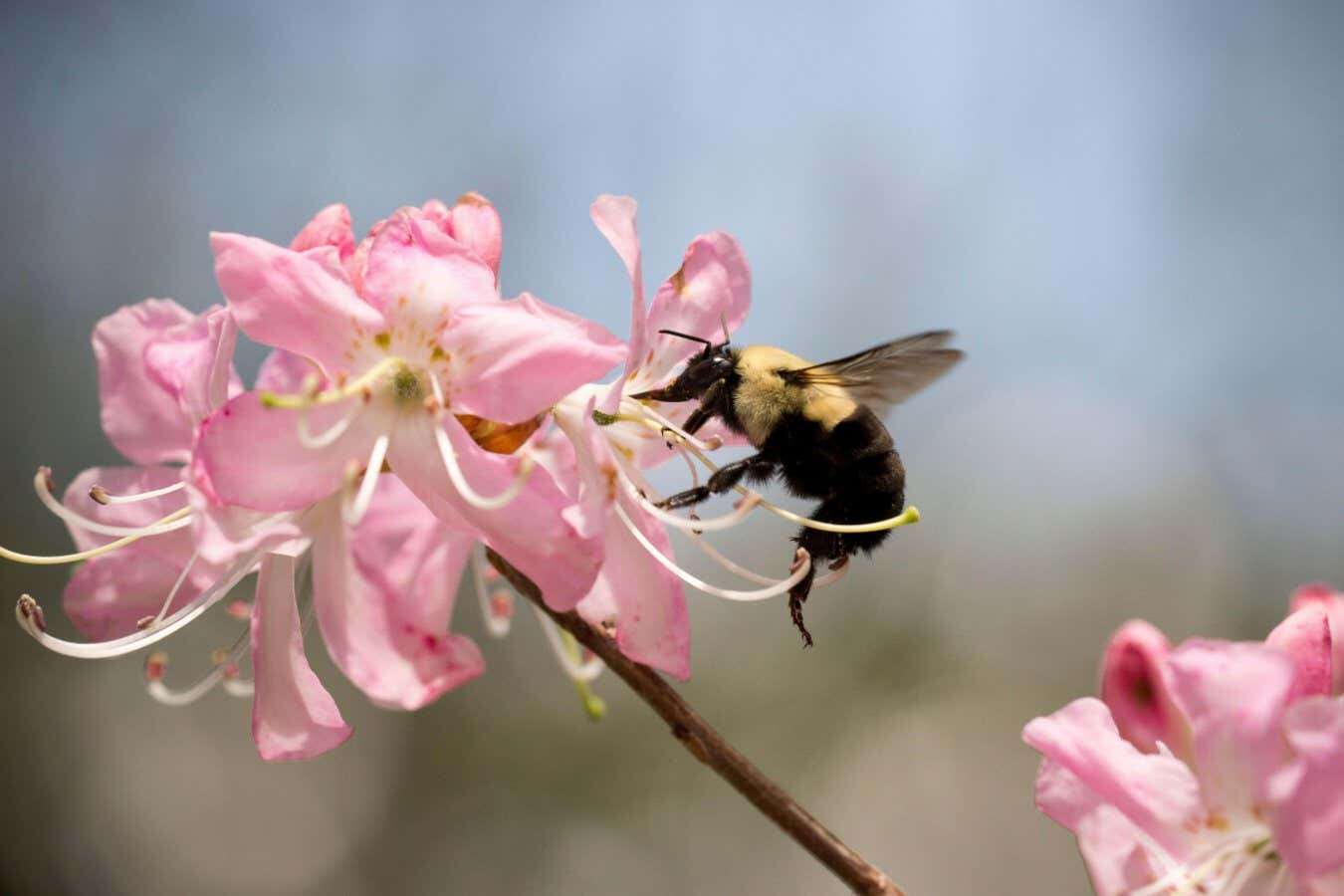 Antidote to deadly pesticides boosts bee survival