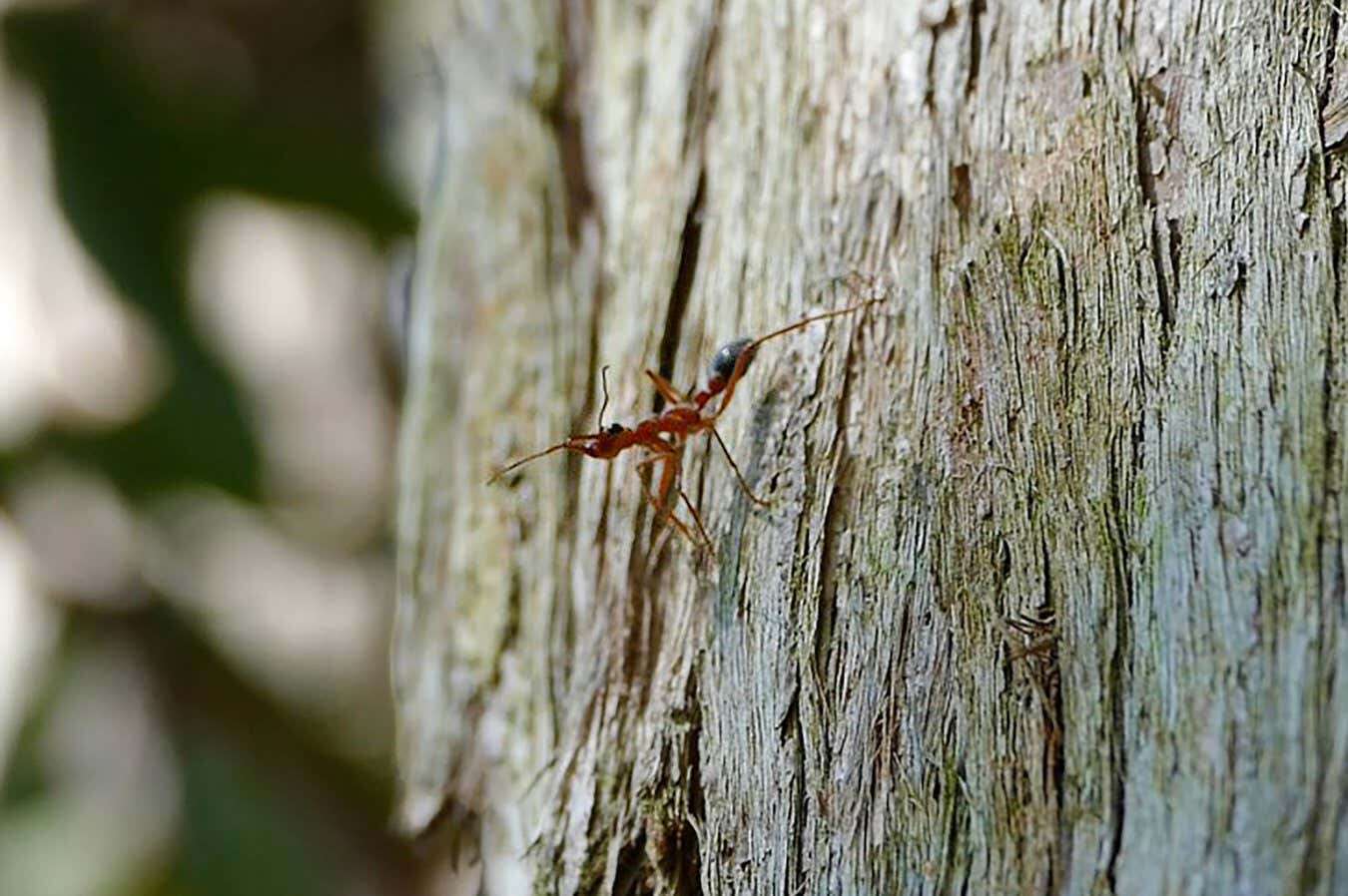 Nocturnal ants use polarised moonlight to find their way home