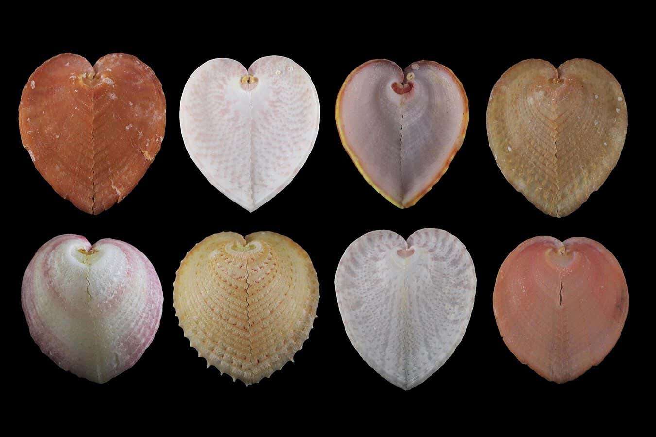 Heart-shaped mollusc has windows that work like fibre optics