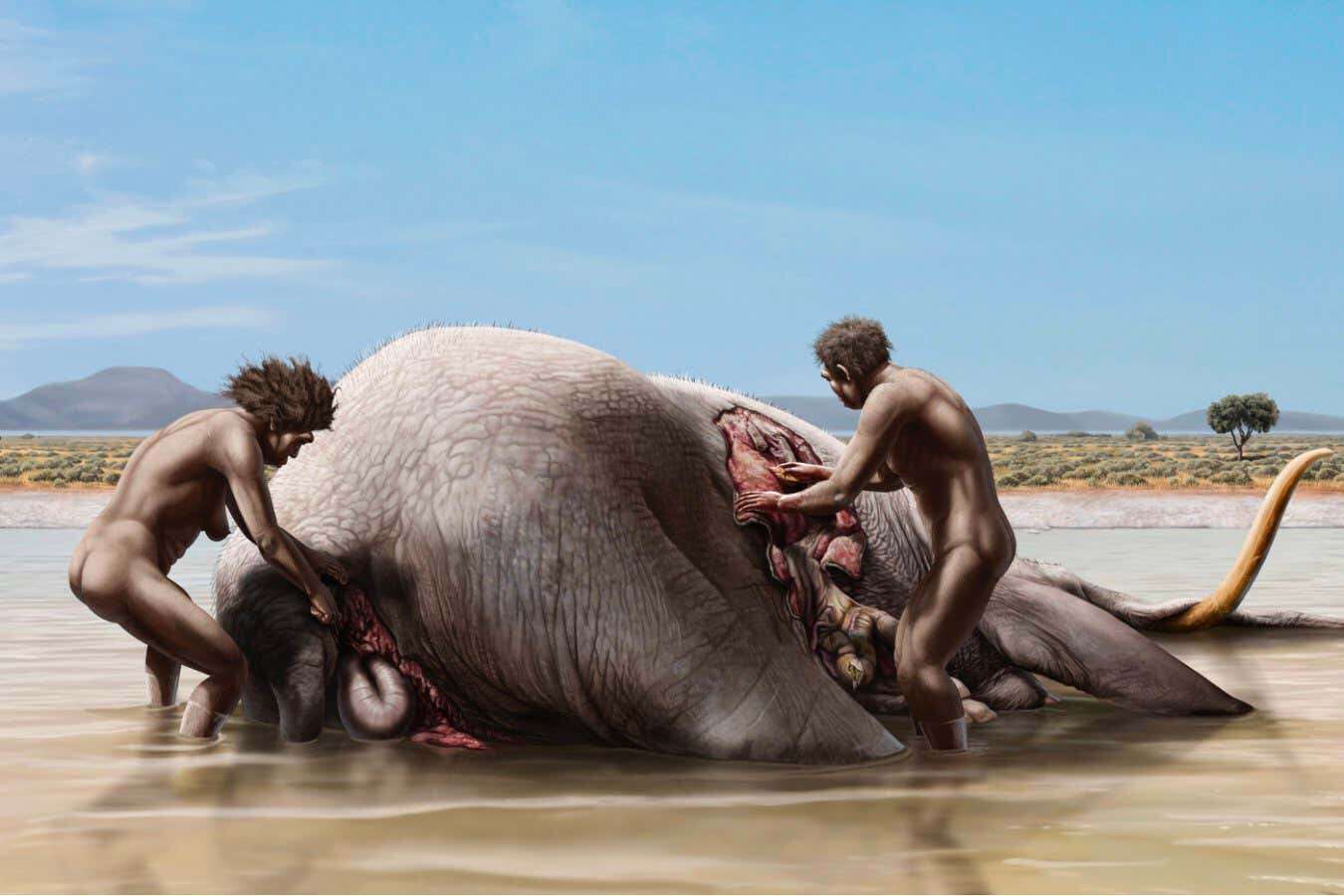 Mammoth carcass was scavenged by ancient humans and sabre-toothed cats