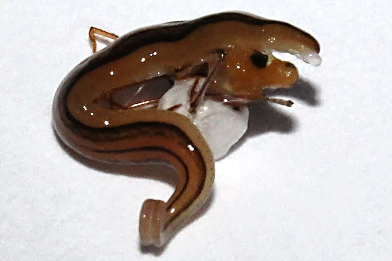 Flatworm caught hunting and killing spider on its own web