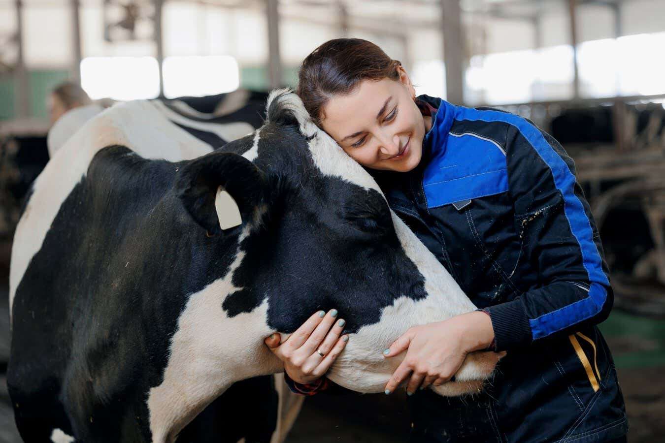 Cows used for cuddling therapy may prefer women over men