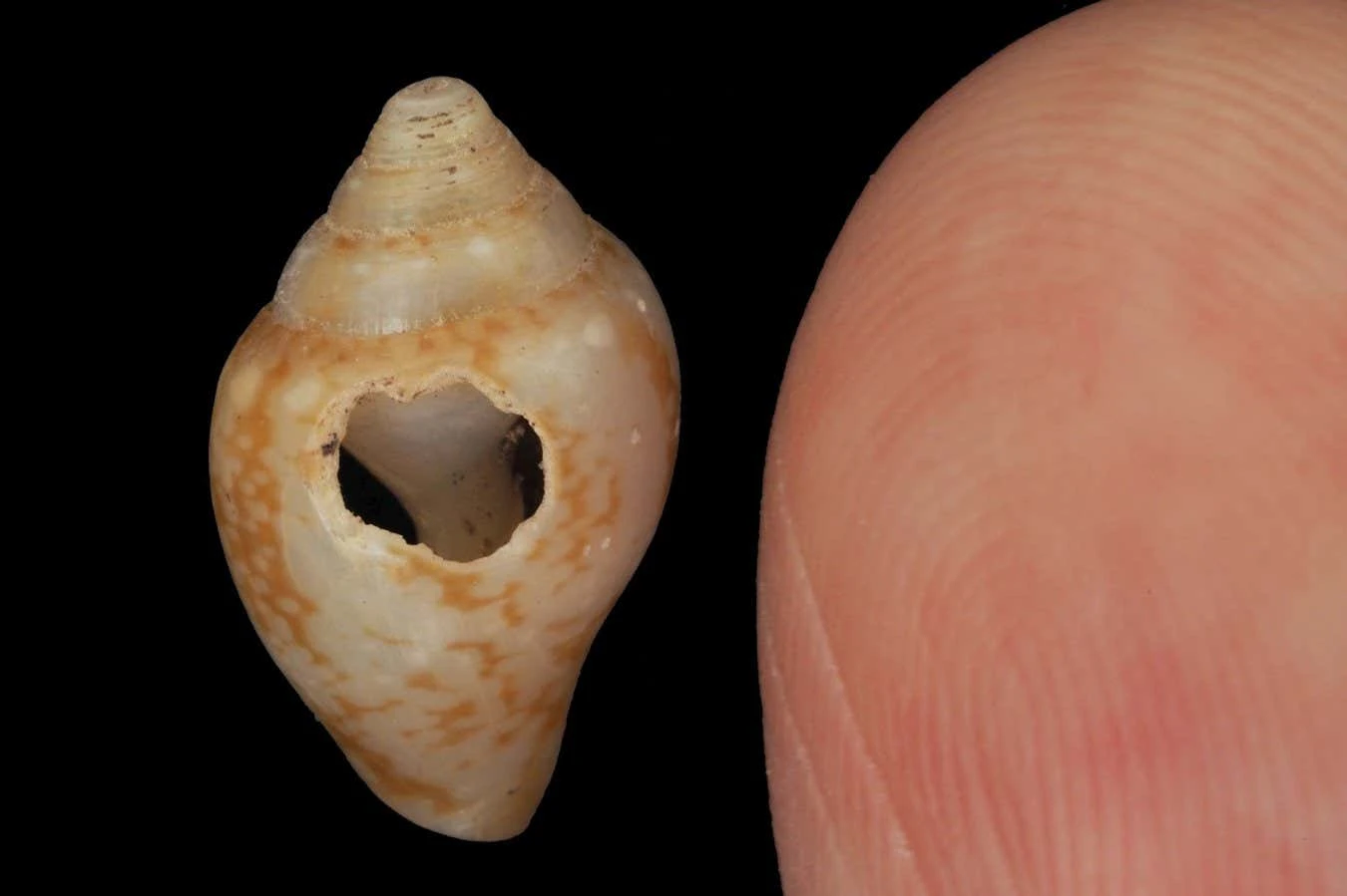 Artefacts hint at cultural exchange between Neanderthals and humans