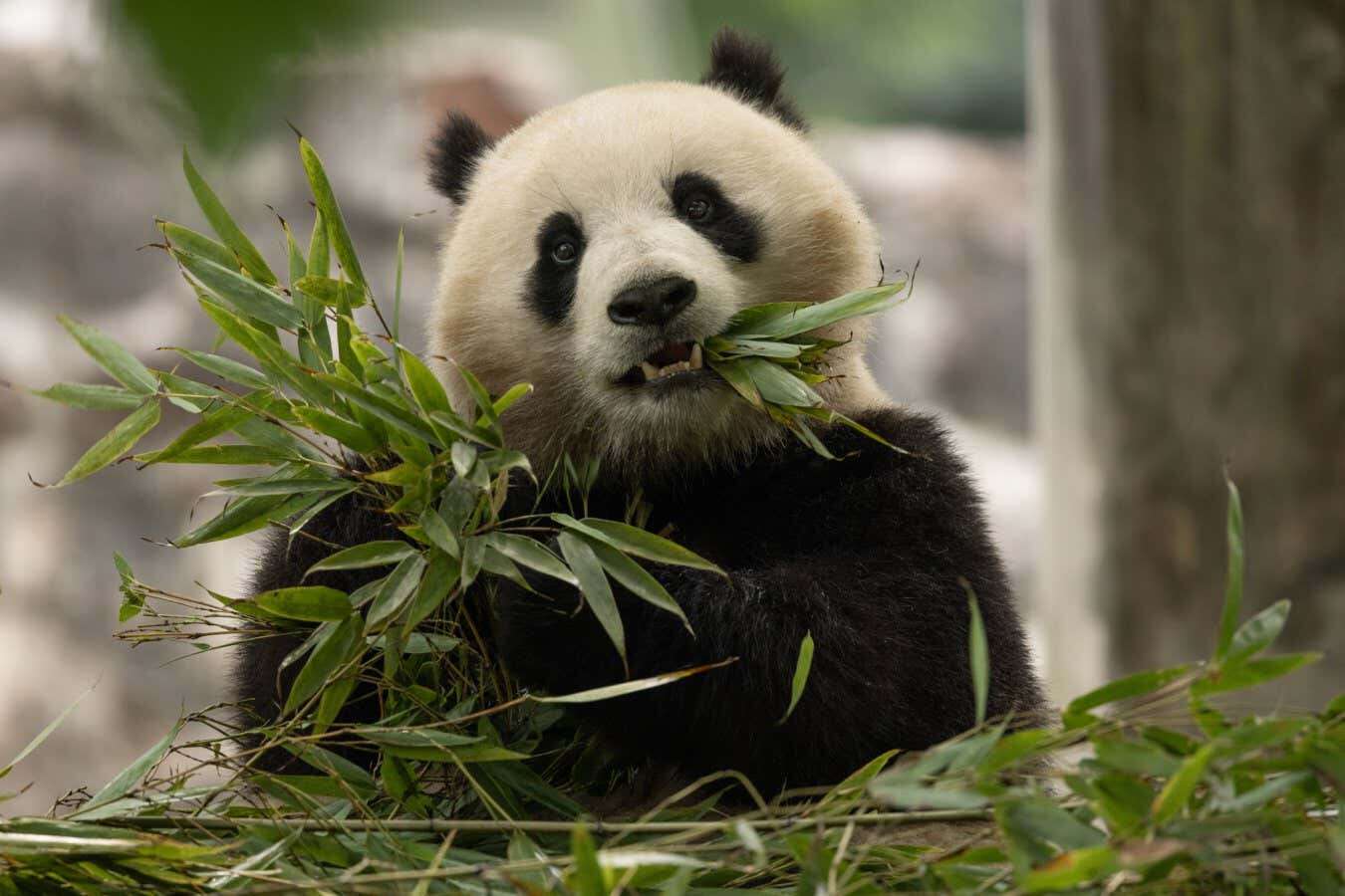 China is sending giant pandas to US zoos for the first time in decades