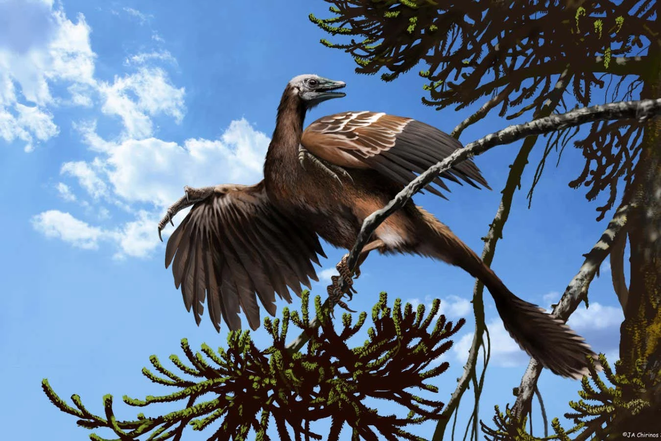 New Scientist recommends a brilliant take on the evolution of birds