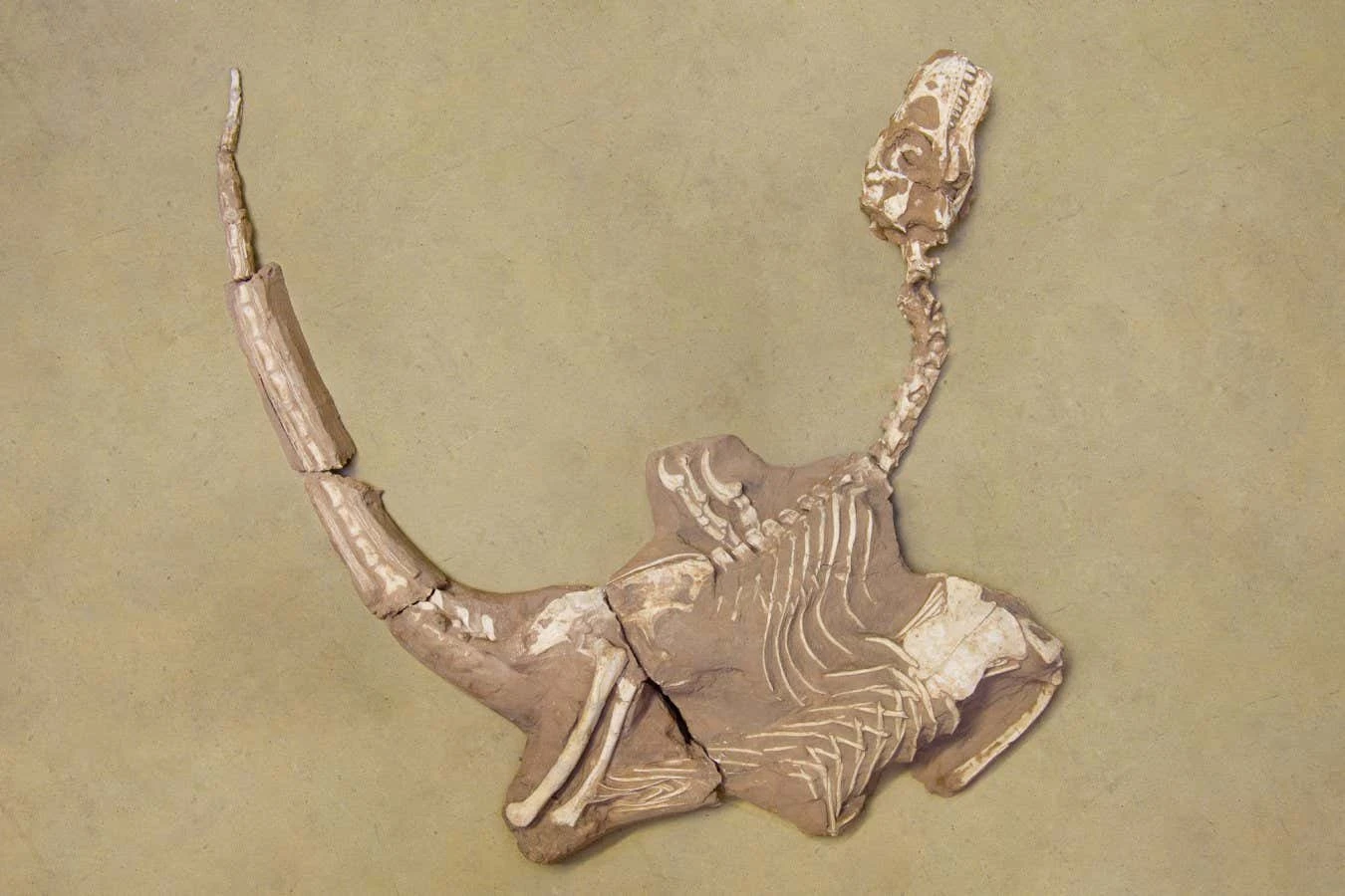Small, stocky dinosaur related to Velociraptor named as new species