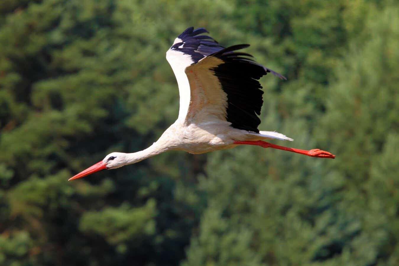 Storks refine their migration routes as they learn from experience