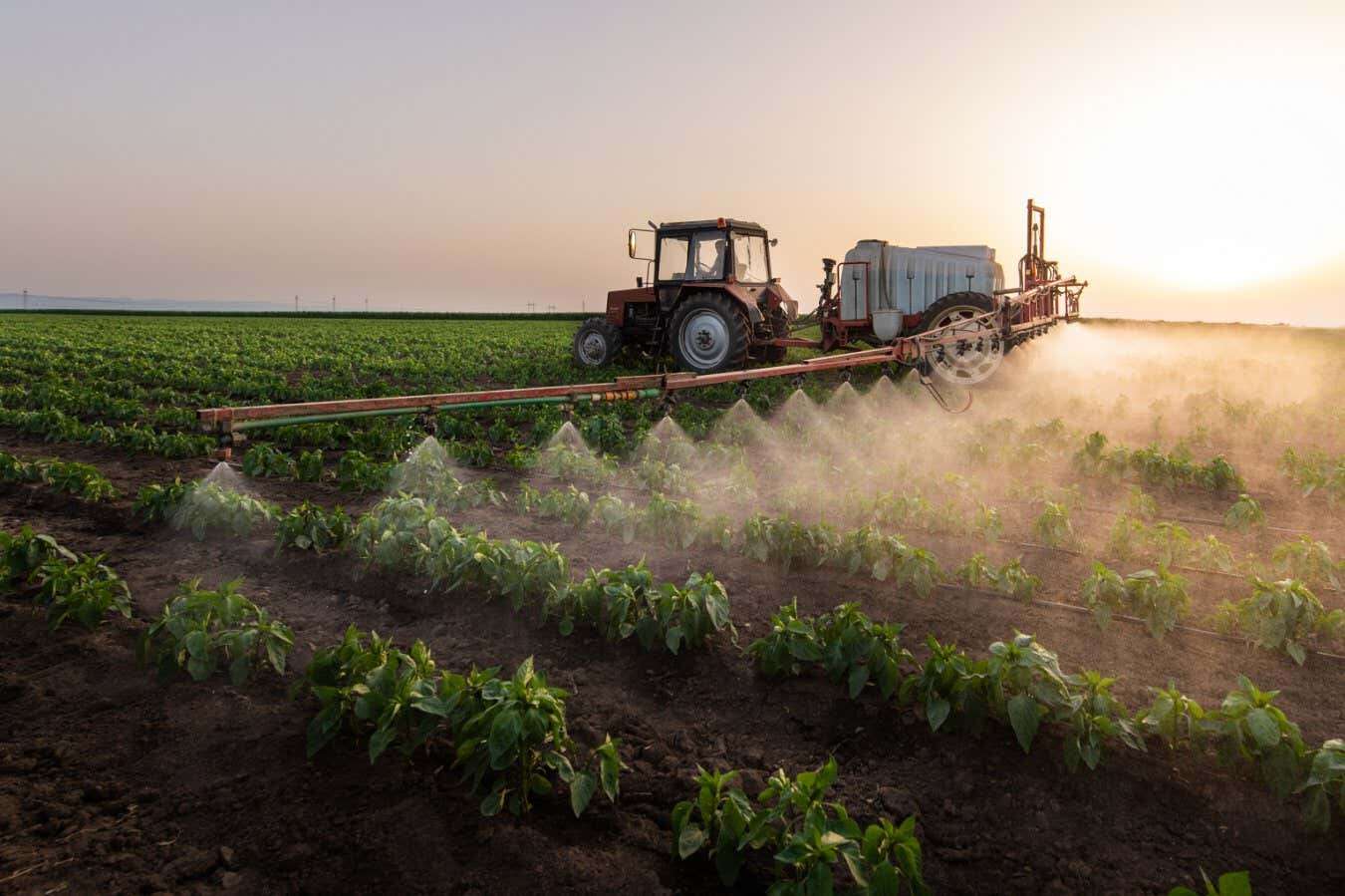 Fertiliser can be made from human urine in just a few simple steps