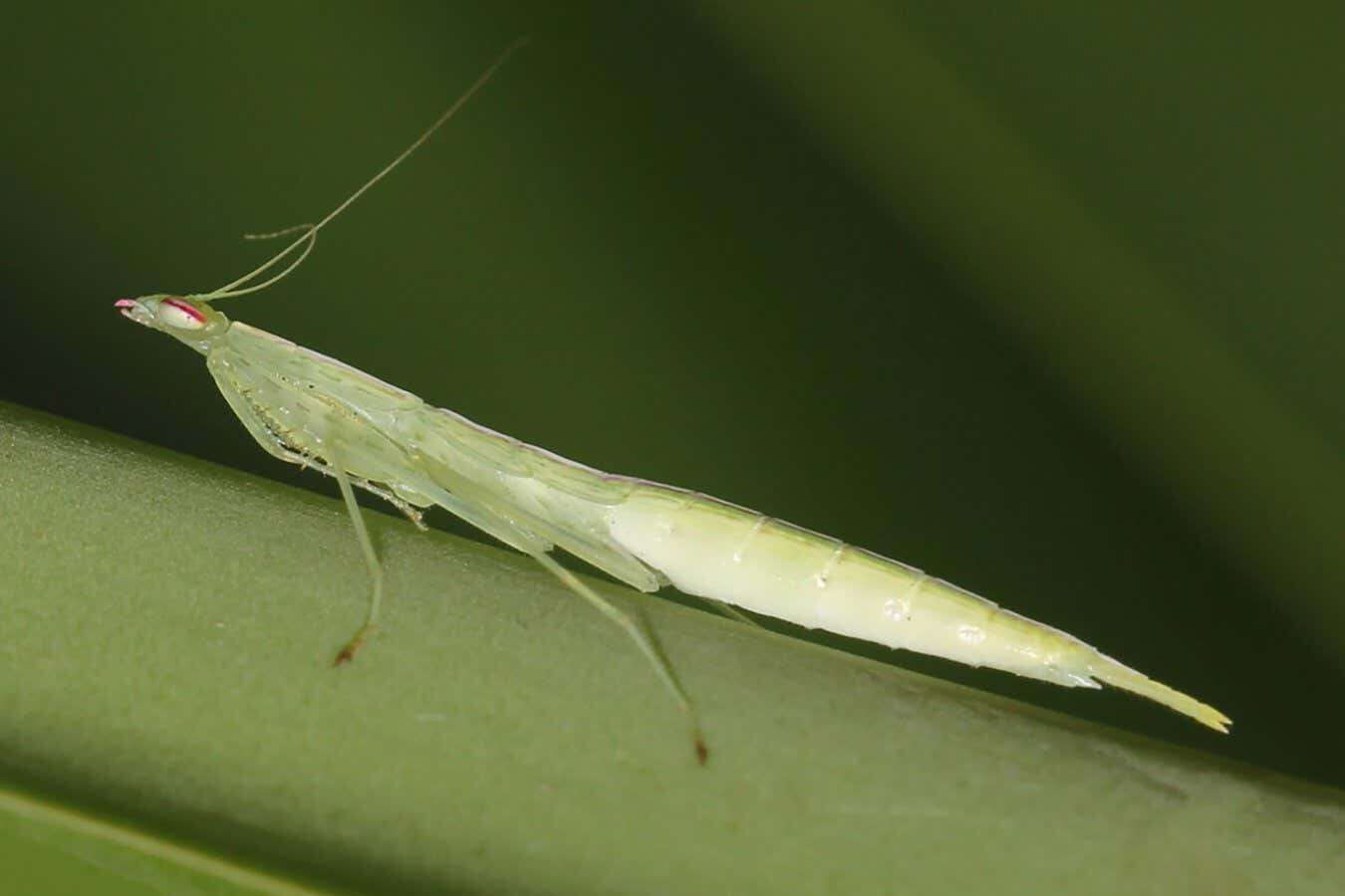 Odd bump on praying mantis chest is actually world’s weirdest tongue