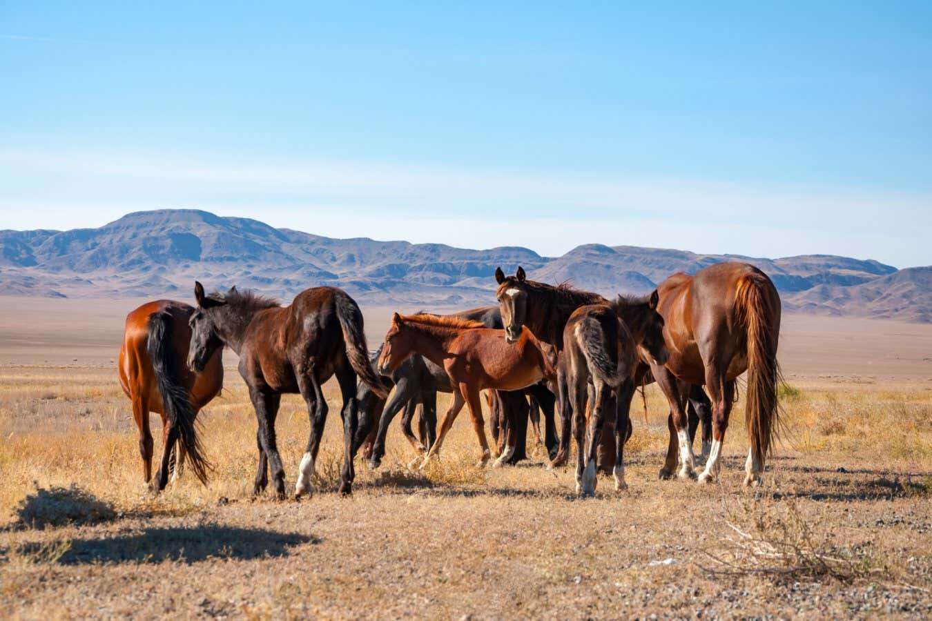 Origins of modern horses traced to breeding revolution 4200 years ago