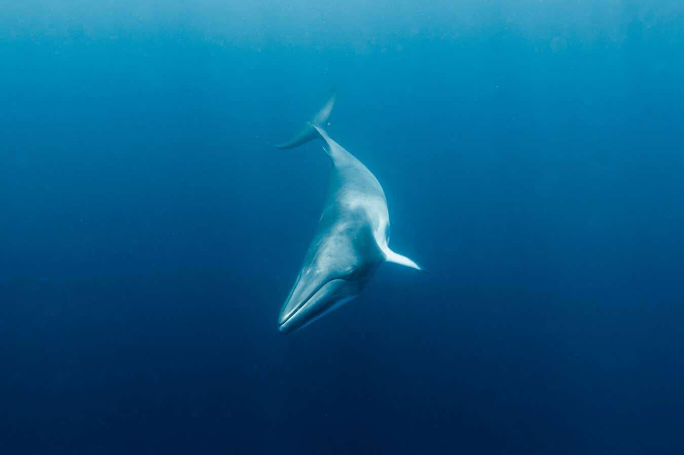 Brainwave experiment shows minke whales have ultrasonic hearing