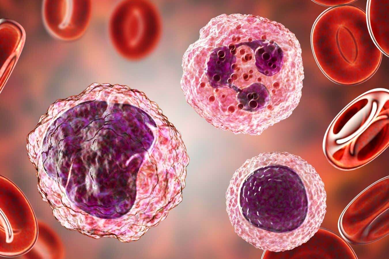 'Killer' cells explain differences in immunity between the sexes