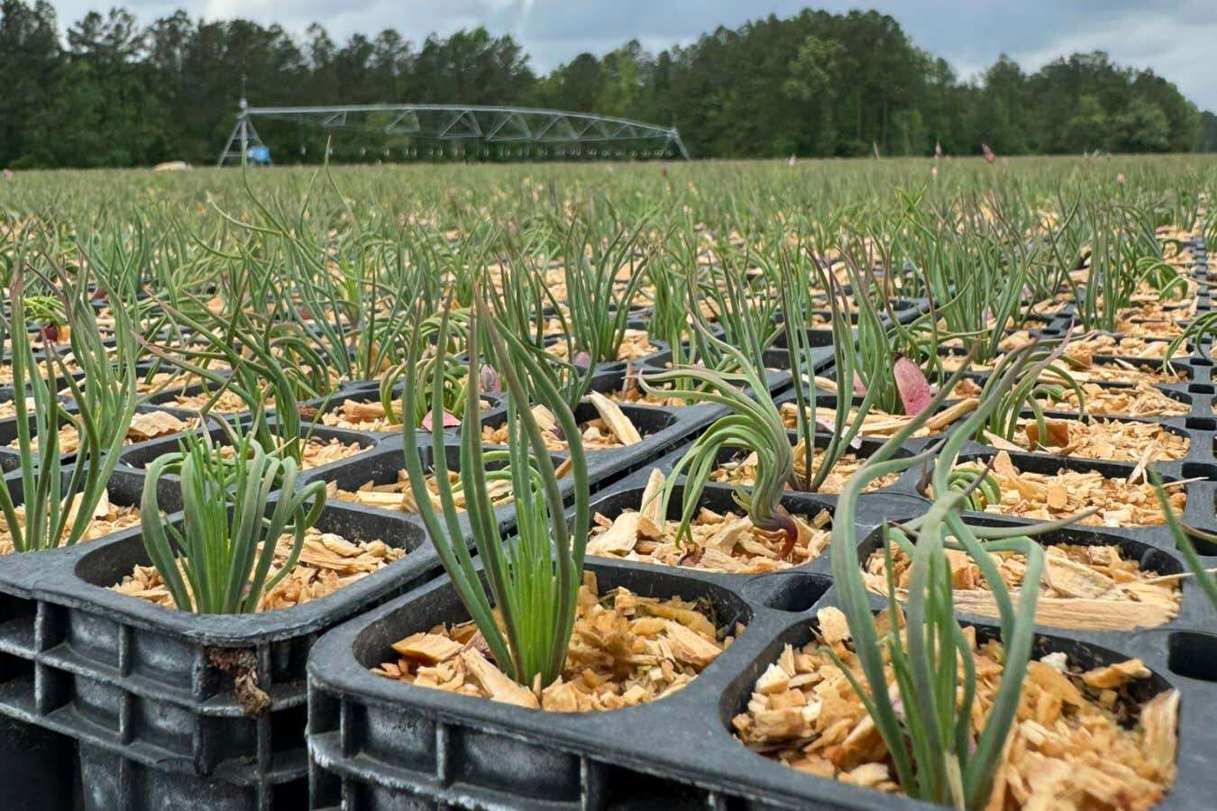 Millions of trees could grow faster with a boost from wild fungi