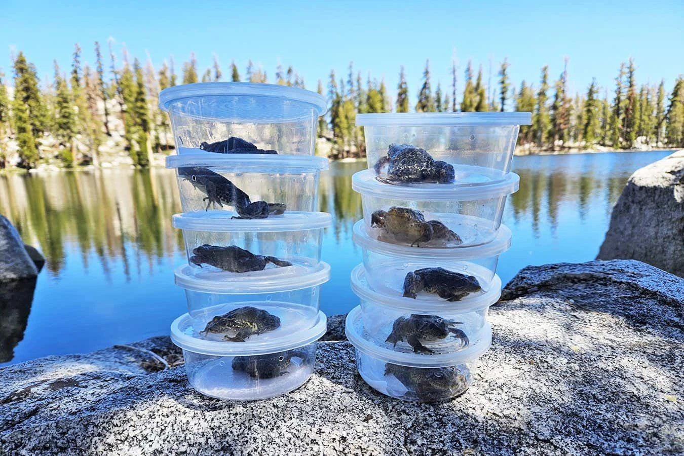 California frog reintroduction is rare victory against fungal pandemic