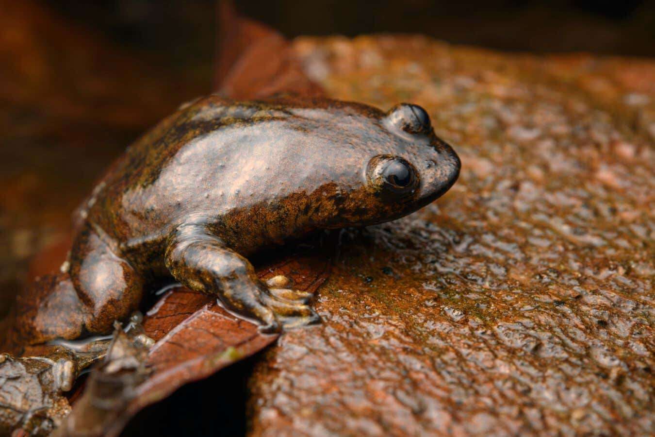 World’s only lungless frog species actually does have lungs after all