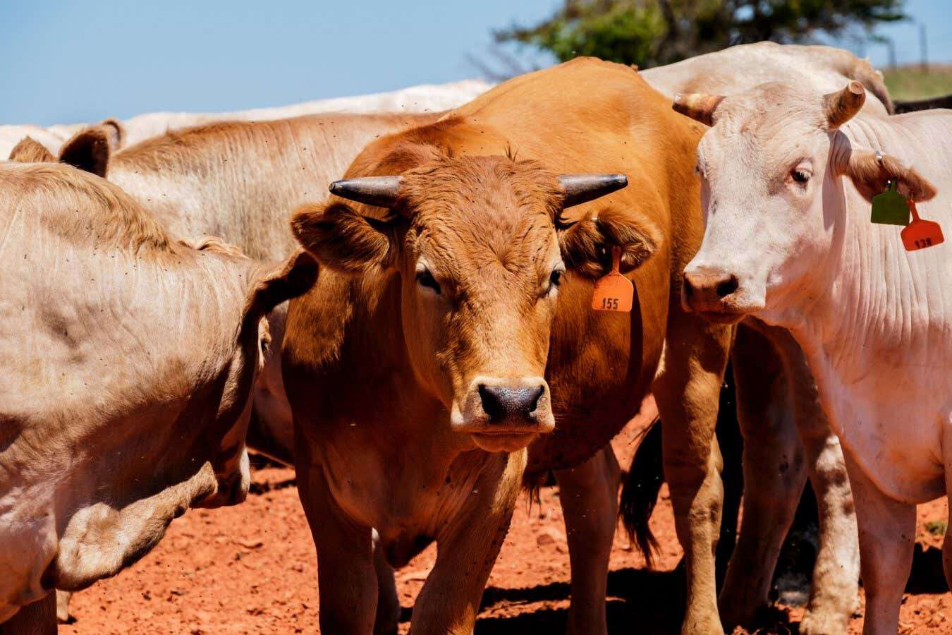 Risk of bird flu outbreak in cows causing pandemic is less than feared