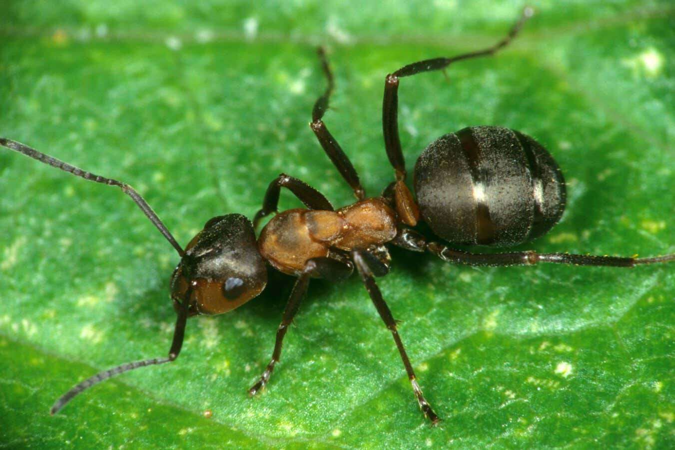 Ants can be used to make yogurt – and now we know how it works