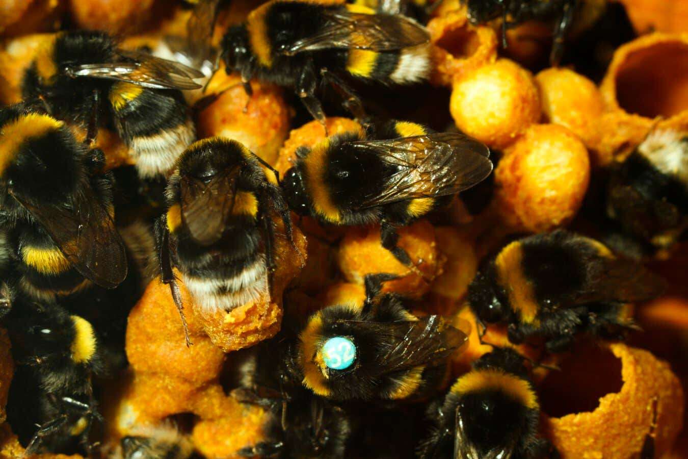 Bumblebees show each other how to solve complex puzzles