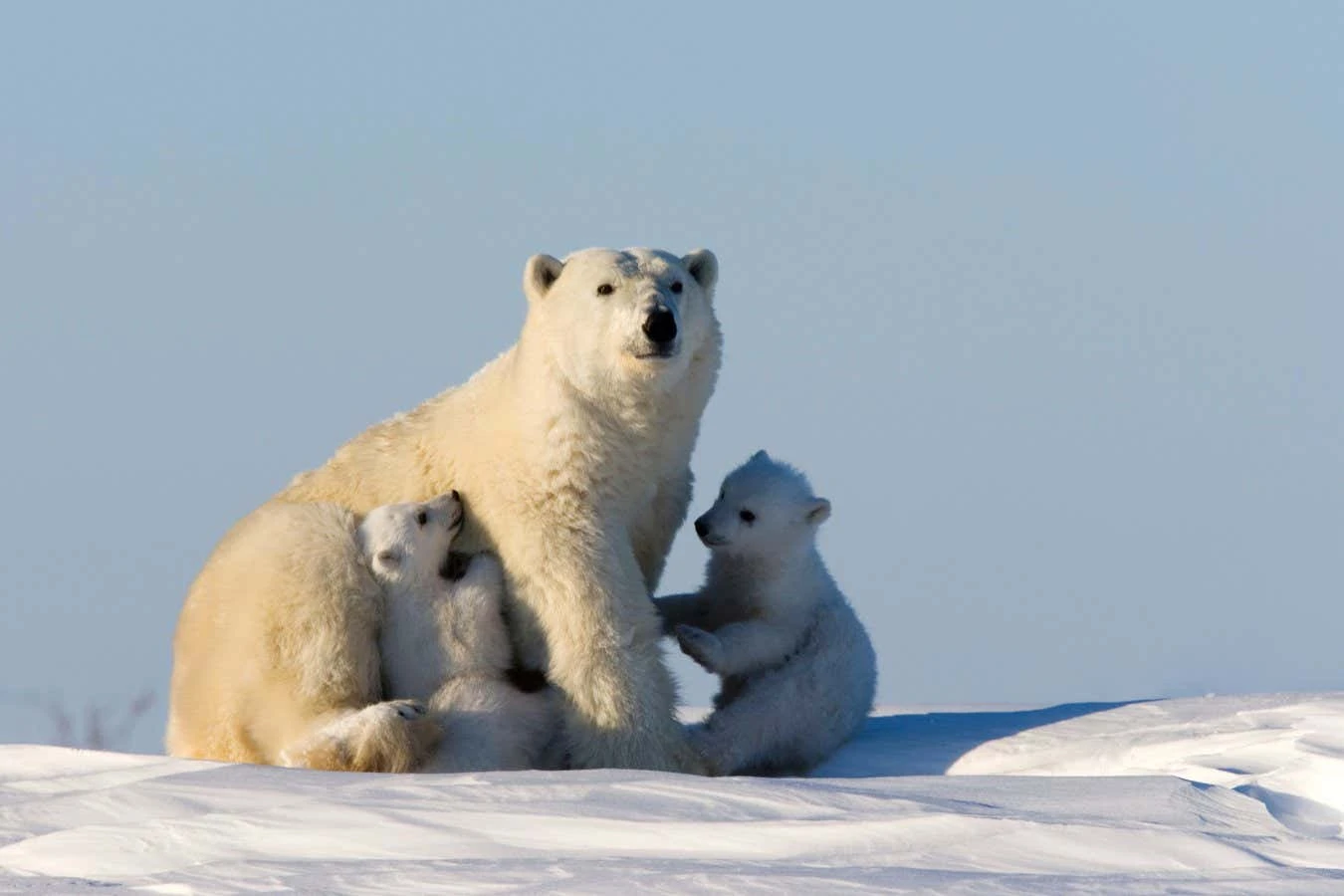Sweater that mimics polar bear fur may keep you warm in extreme cold