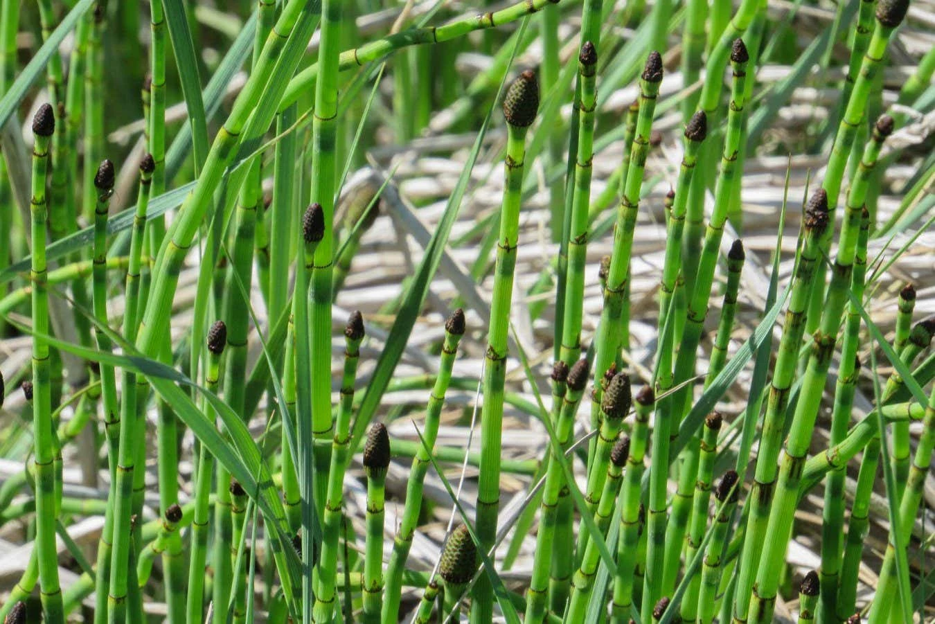 Peculiar plant could help us reconstruct ancient Earth’s climate