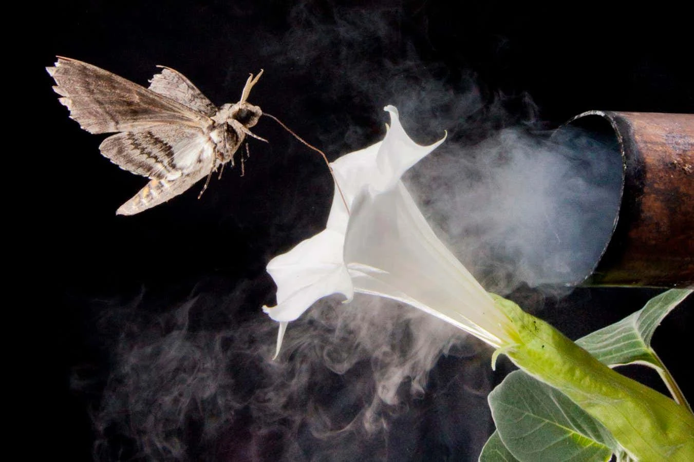 Air pollution is changing the scent of flowers and confusing insects