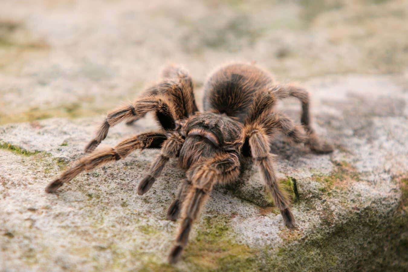 Spiders can run just as fast after two of their legs drop off