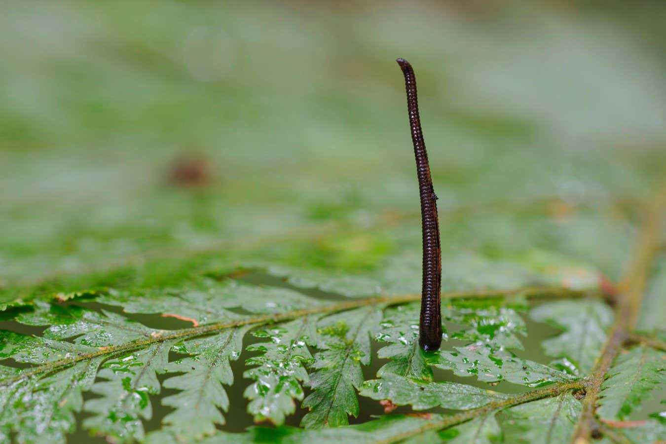 Watch leeches jump by coiling their bodies like cobras