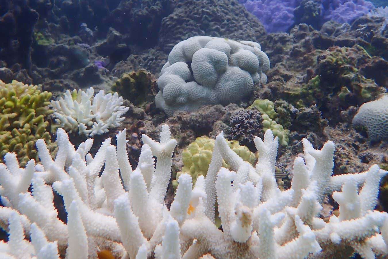 How mass bleaching has pushed the Great Barrier Reef to the brink