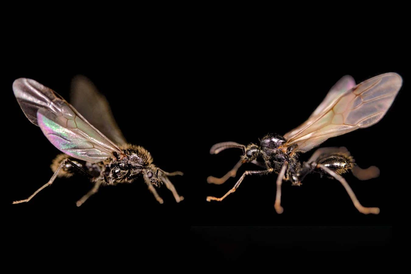 Queen ant makes males of another species for daughters to mate with