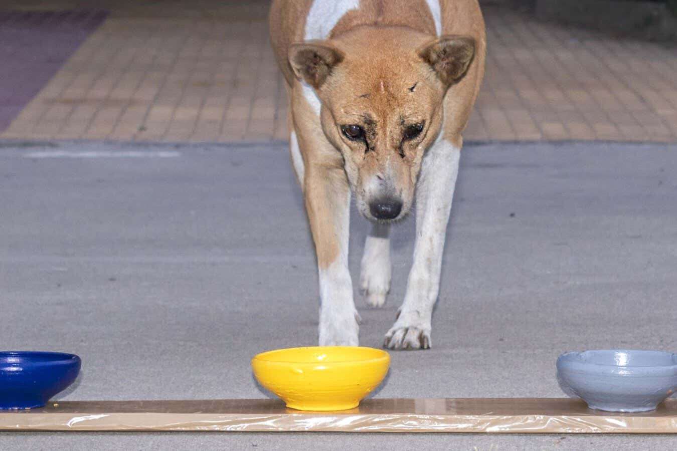 Dogs seem to have a strong preference for yellow things