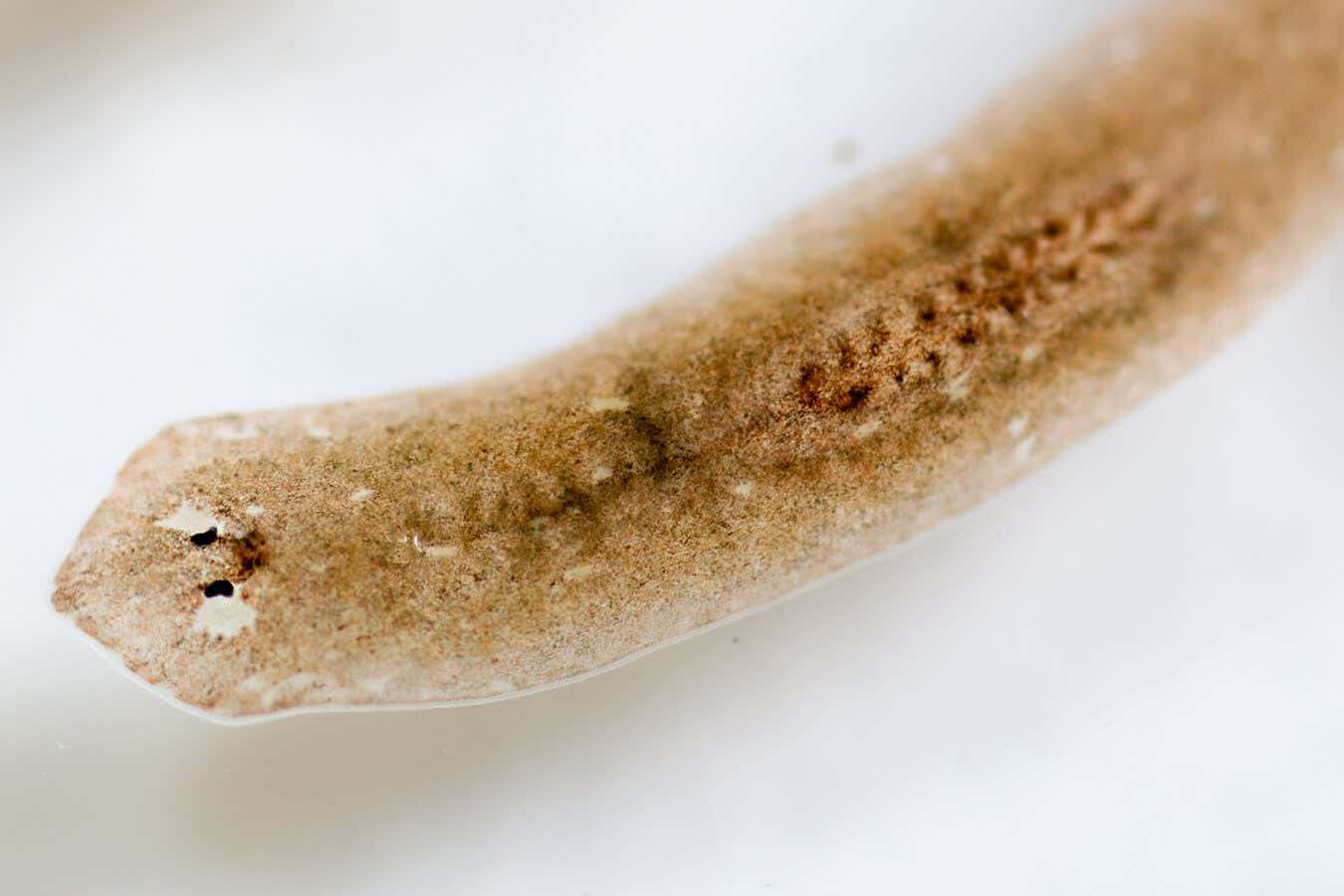 Flatworms can either regrow lost heads or reproduce sexually, not both