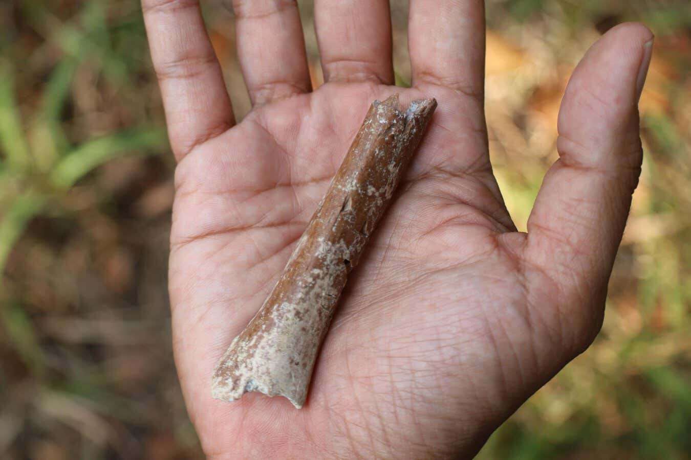 Hobbit hominins from Indonesia may have had even smaller ancestors