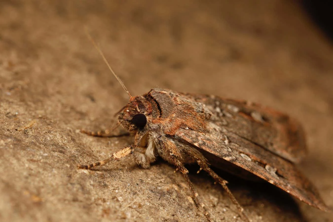 Australian moths use the stars as a compass on 1000-km migrations