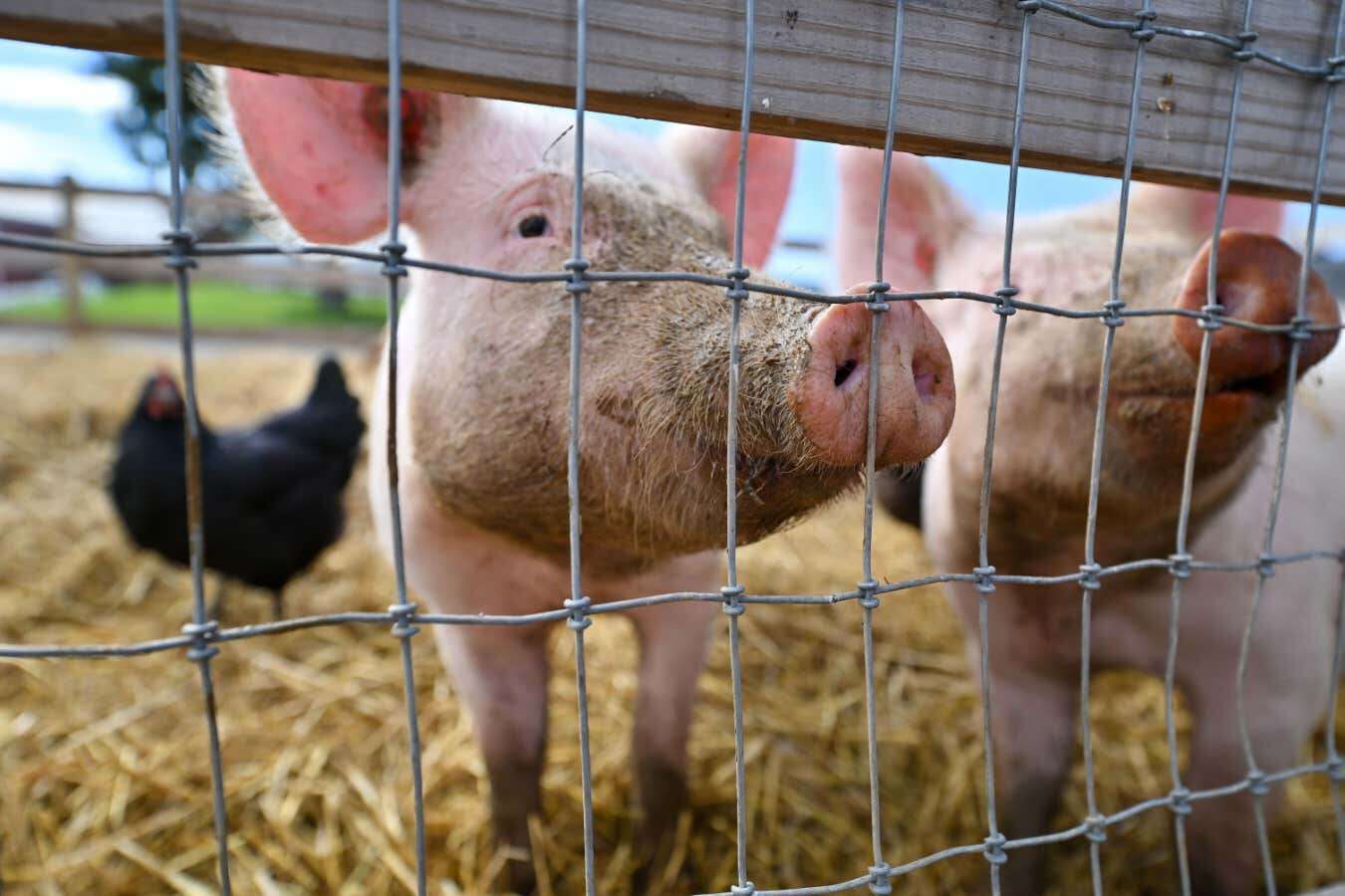 Bird flu was found in a US pig – does that raise the risk for humans?