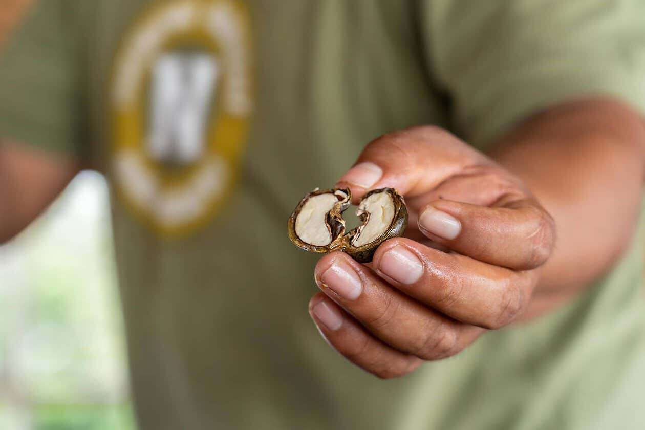 Shipping companies are testing biofuel made from cashew nut shells