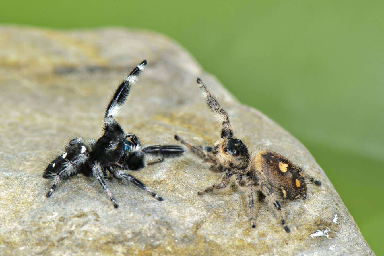 Jumping spiders seem to recognise each other if they have met before