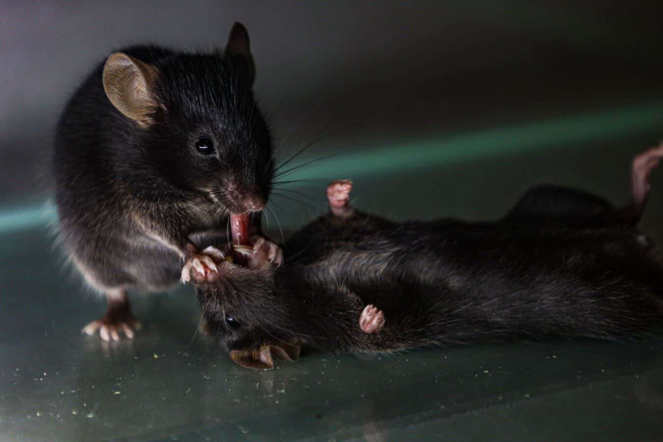 Mice seen giving 'first aid' to unconscious companions