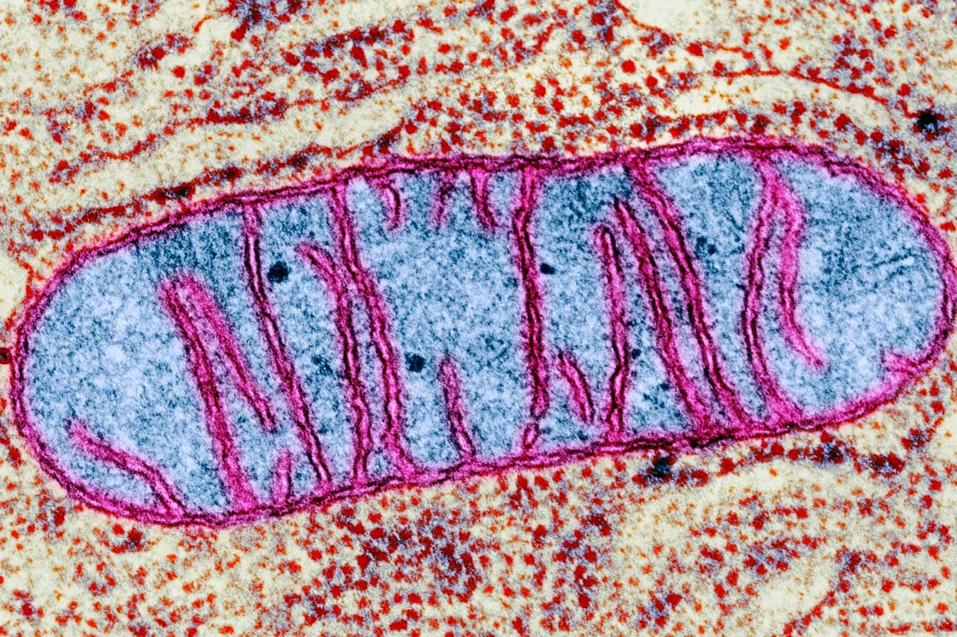 Our brain's mitochondria may play a crucial role in the onset of sleep